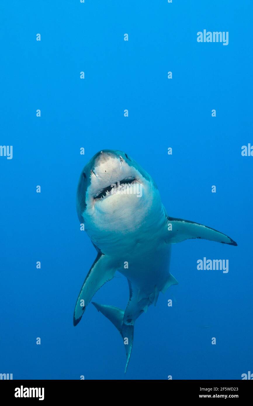 Weißer Hai (Carcharodon Carcharias), Guadalupe Island, Mexiko Stockfoto