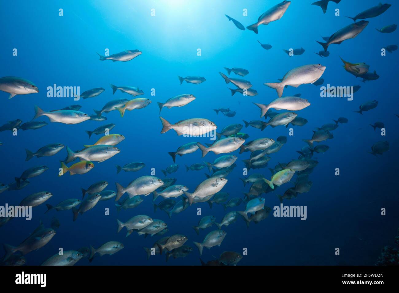Blue-Bronze Sea Chub und Yellow Sea Chub, Kyphosus analog, Kyphosus (lutescens), San Benedicto, Revillagigedo Inseln, Mexiko Stockfoto