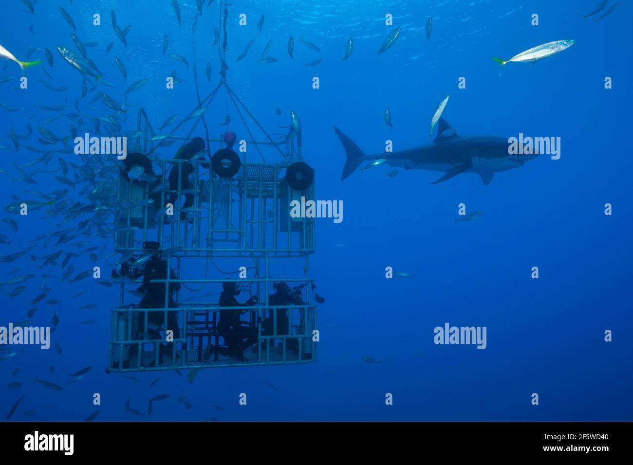 Käfigtauchen mit großen weißen Hai (Carcharodon carcharias), Guadalupe Island, Mexiko Stockfoto