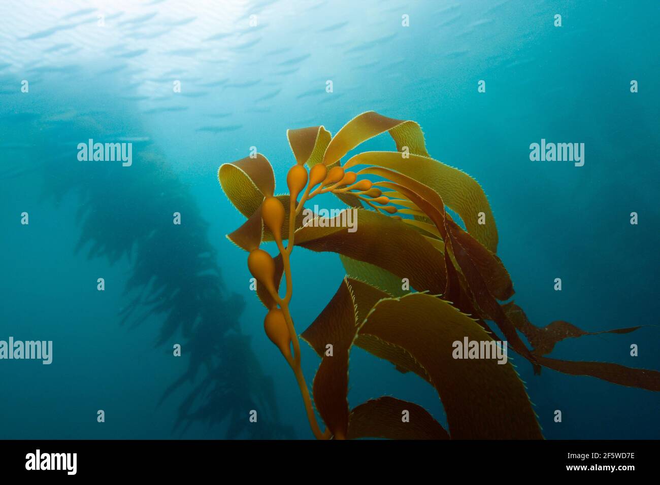 Kelp Forest Giant Kelp (Macrocystis pyrifera), San Benito Island, Mexiko Stockfoto