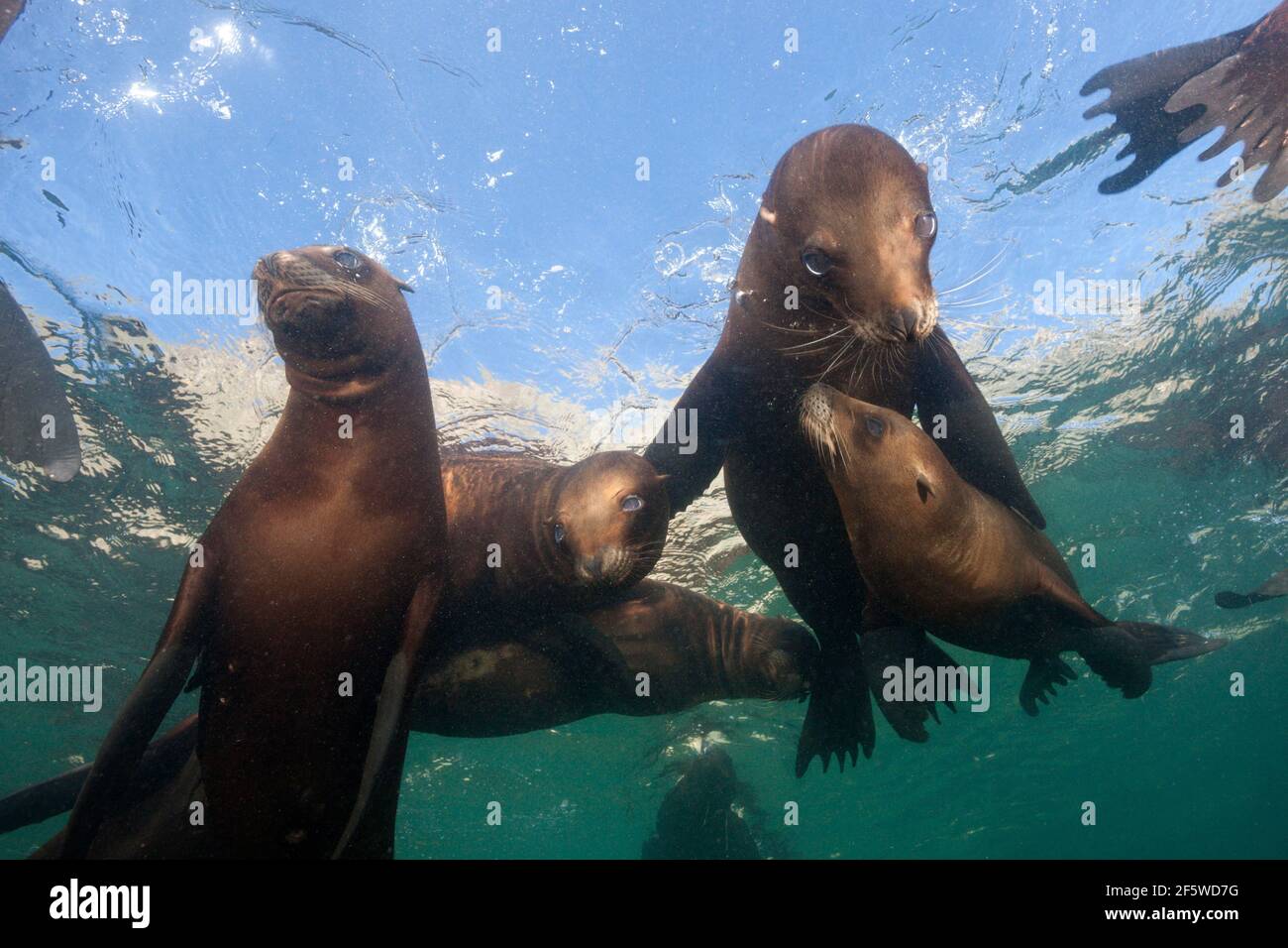 California Sea Lion (Zalophus californianus), San Benito Island, Mexiko Stockfoto