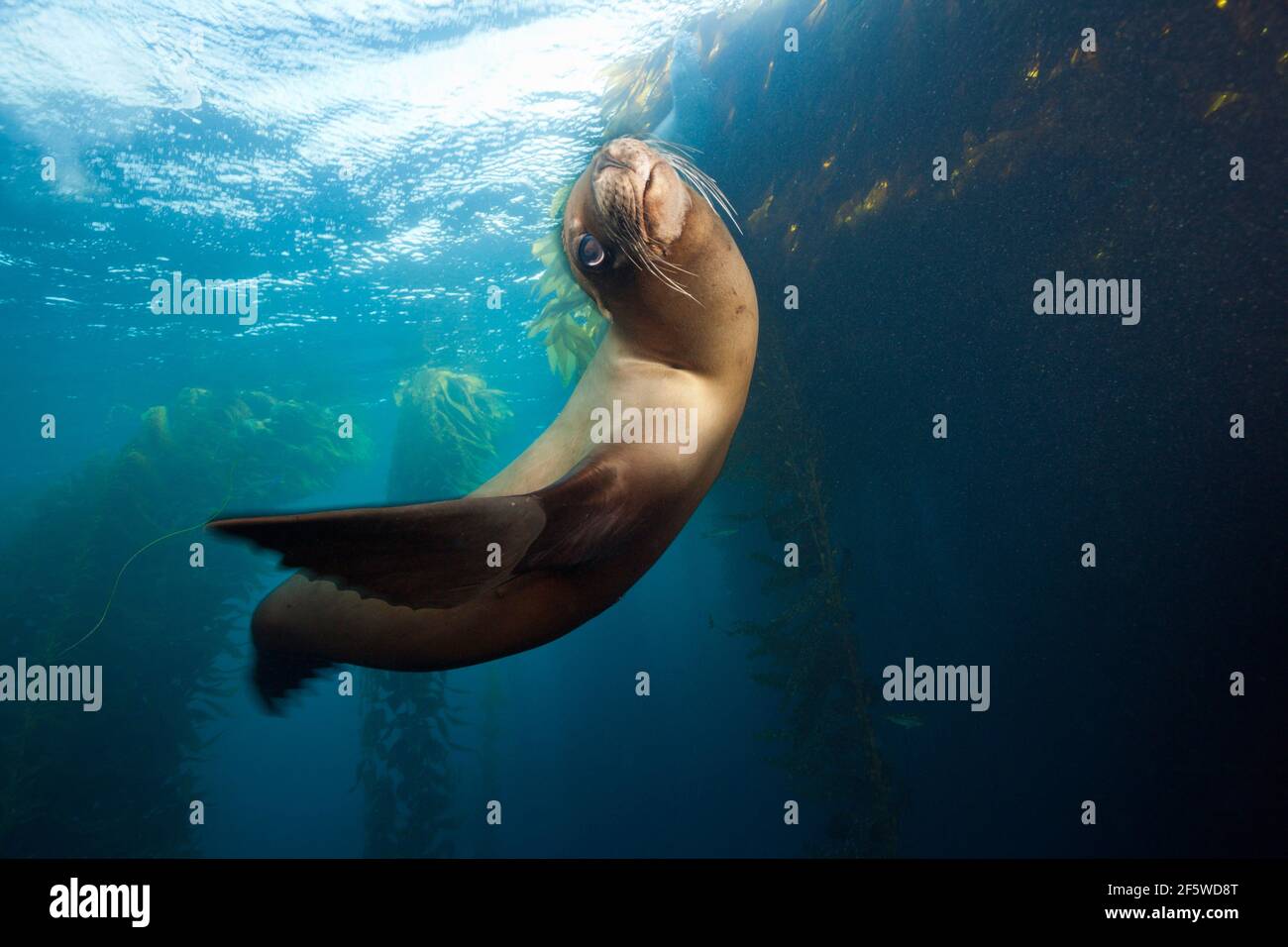 Kalifornischer Seelöwe (Zalophus californianus), Cedros Island, Mexiko Stockfoto