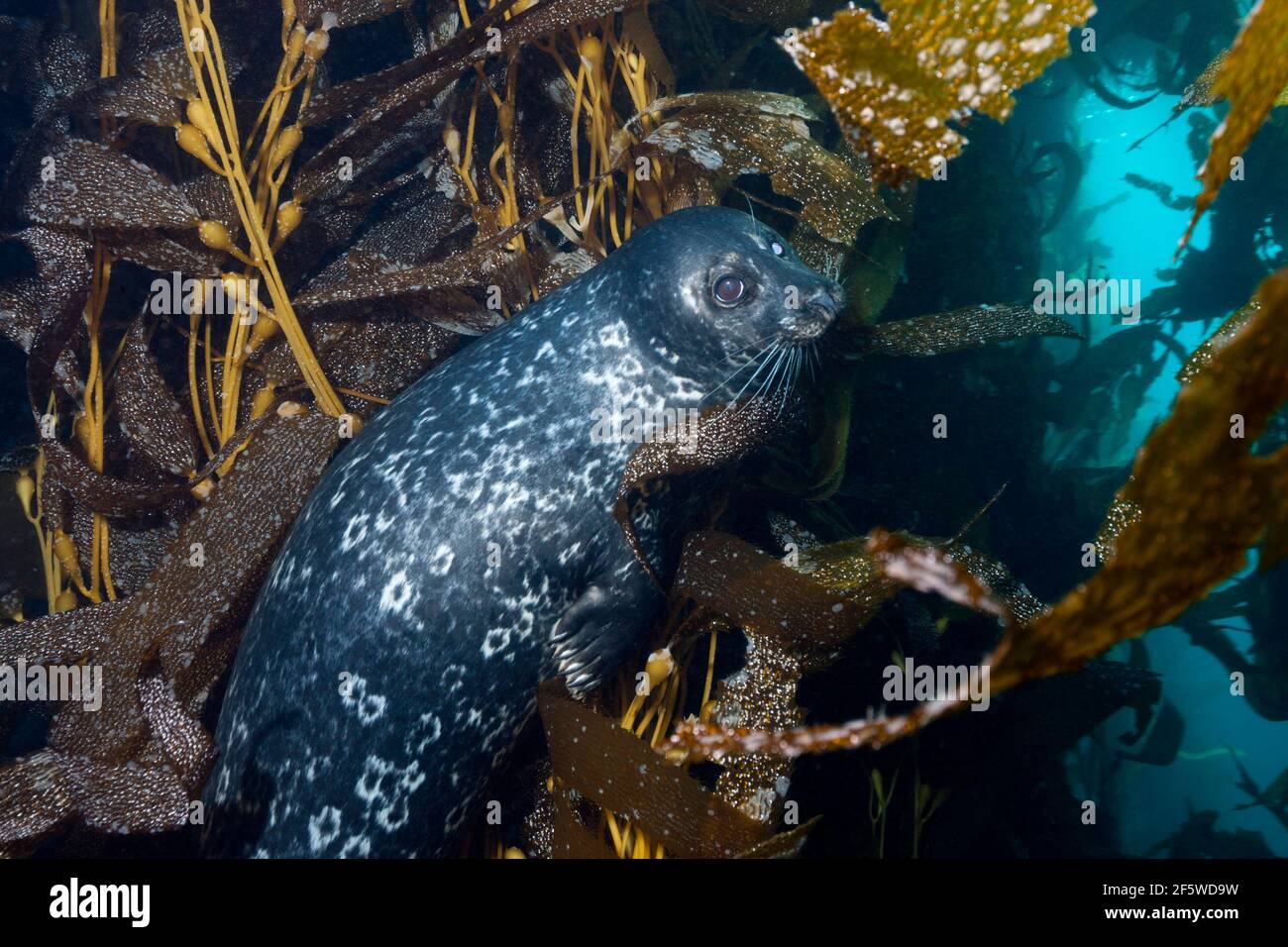 Kalifornische Robbe (Phoca vitulina) richardsi, Cedros Island, Mexiko Stockfoto