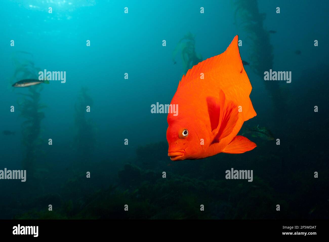 Garibaldi (Fisch) (Hypsypops rubicundus), San Benito Island, Mexiko Stockfoto