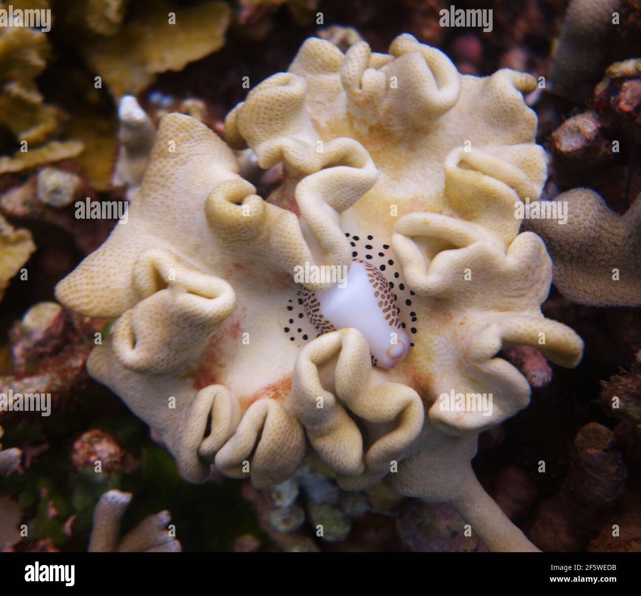 Ziemlich harte Koralle mit Wirbellosen im Inneren Stockfoto