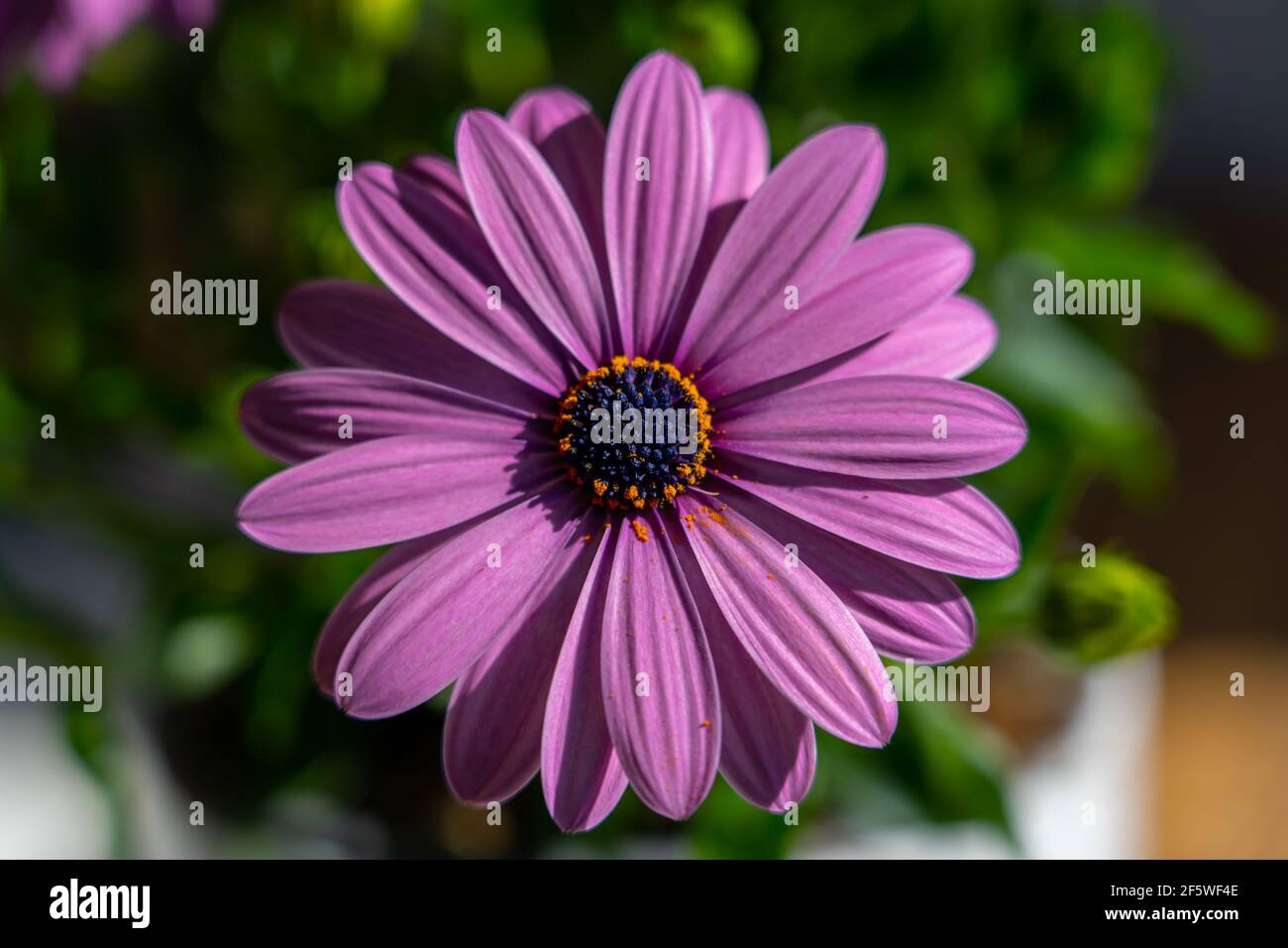 Eine Nahaufnahme einer schönen violetten osteospermum Blume in einem Garten unter dem Su Stockfoto