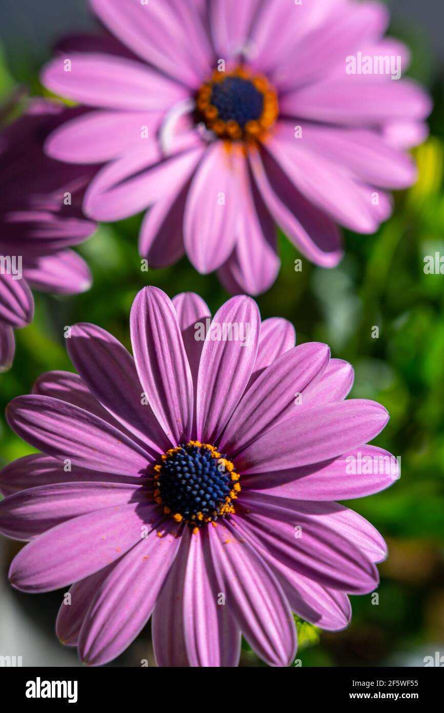 Eine selektive Fokusaufnahme einer wunderschönen violetten osteospermum Blume In einem Garten unter dem Sonnenlicht Stockfoto