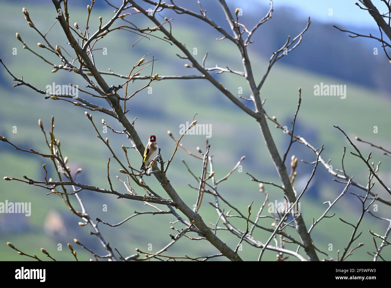 Goldfinch sitzt in einem Baum Stockfoto Goldfinch sitzt in einem Baum Stockfoto