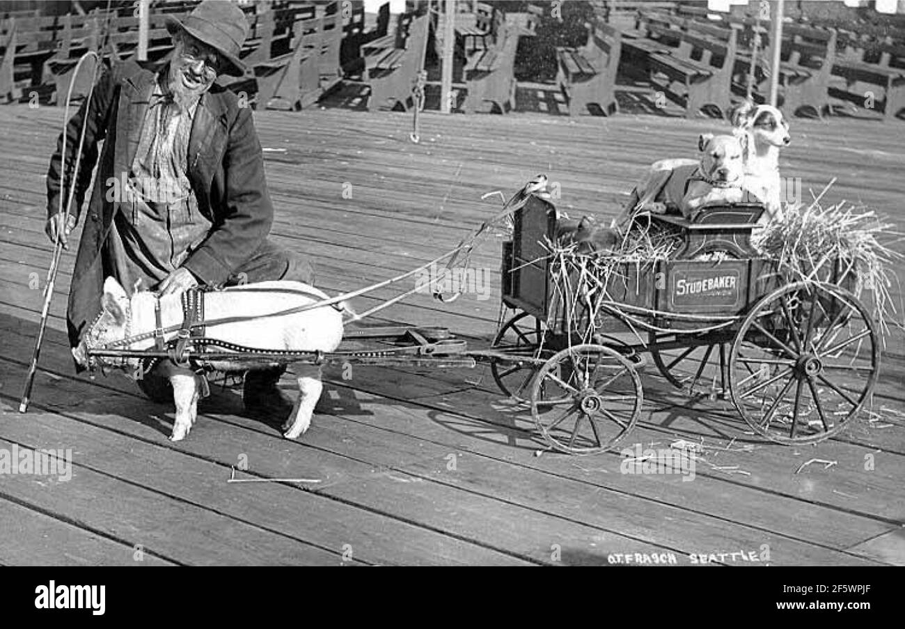 Mann, der neben einem Schwein stand, der mit zwei Hunden an einem Wagen für die Fahrt gespannt war. Stockfoto