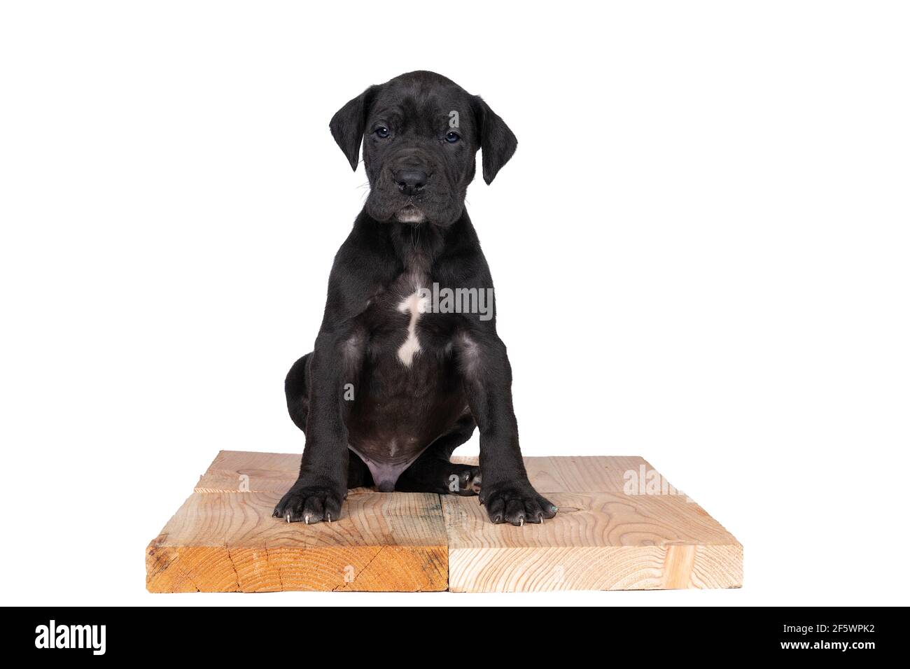 Ein Welpe der Deutschen Dogge, größte Hunderasse der Welt, Harlekin Fell, weiße und schwarze Flecken, sitzt isoliert in weiß Stockfoto