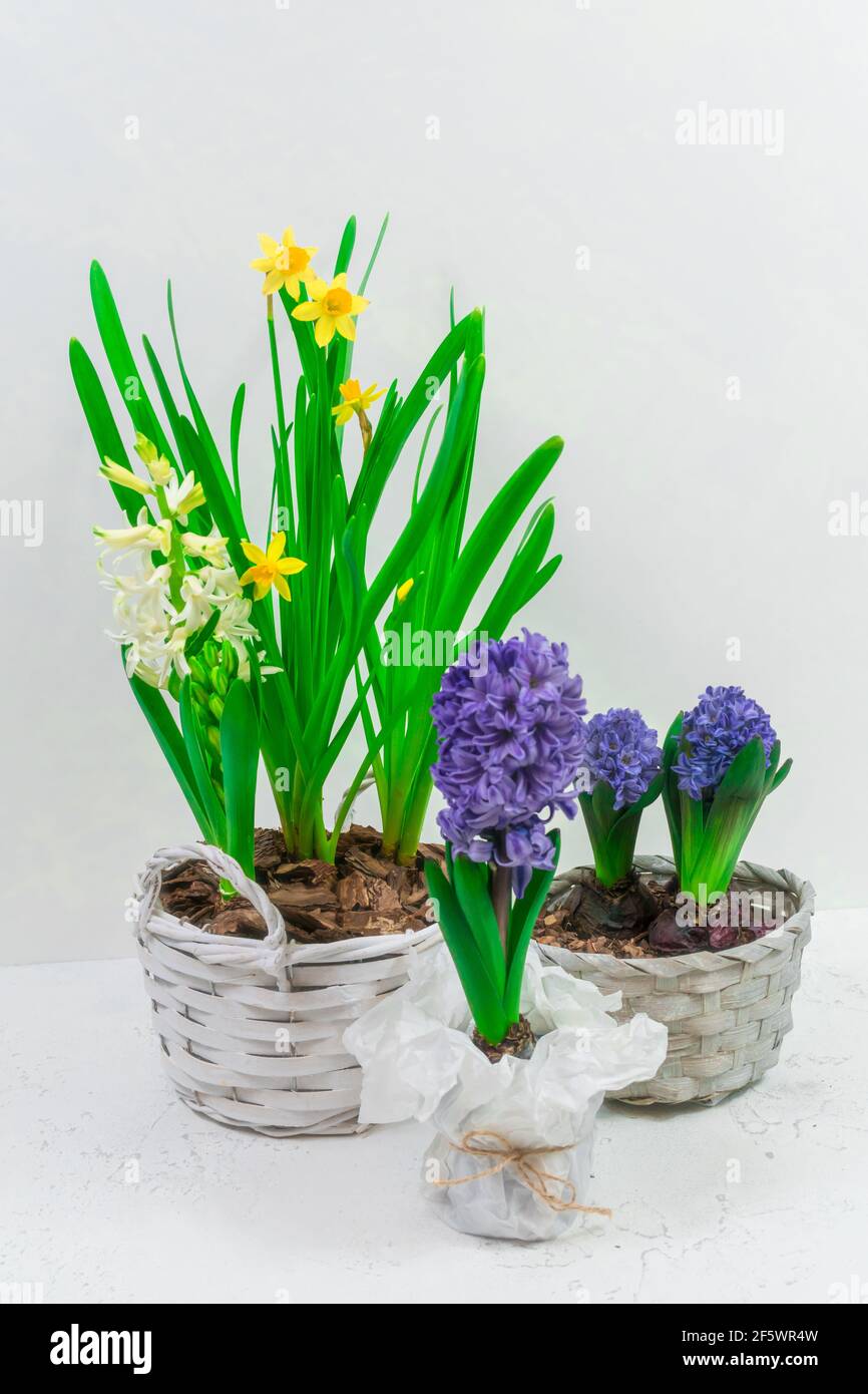 Die Frühlingsblumen blau Hyazinthen und gelb Narzissen in weiß Korb vor einer weißen Wand Hintergrund Stockfoto