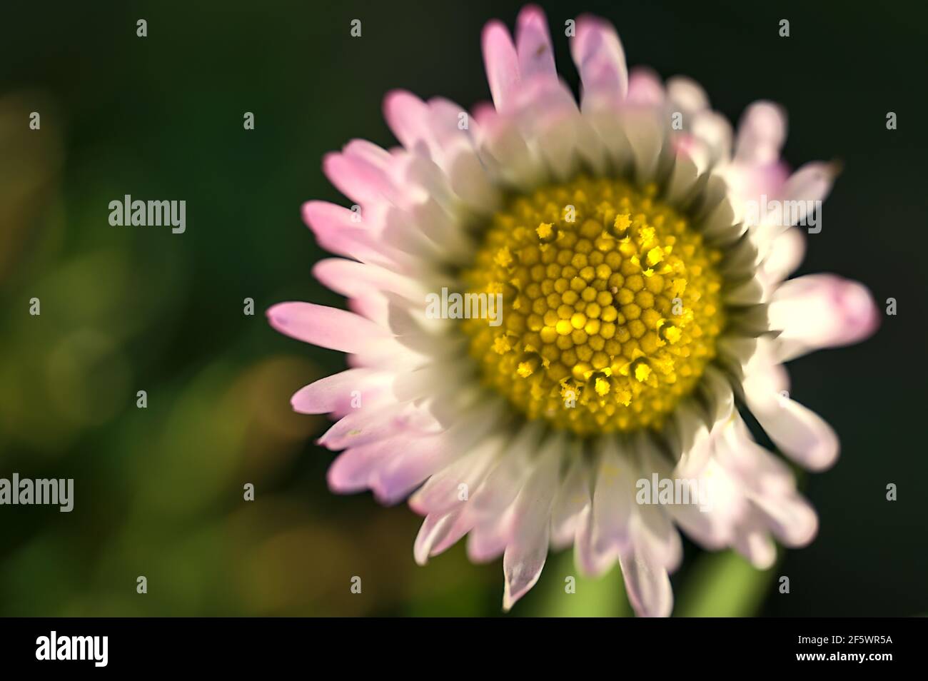 Schöne Nahaufnahme von oben auf kleine einzelne niedrig wachsende Kamille (Mayweed) Blume mit rosa farbigen Blütenblättern auf dunkelgrünem Hintergrund, Dublin, Irland Stockfoto