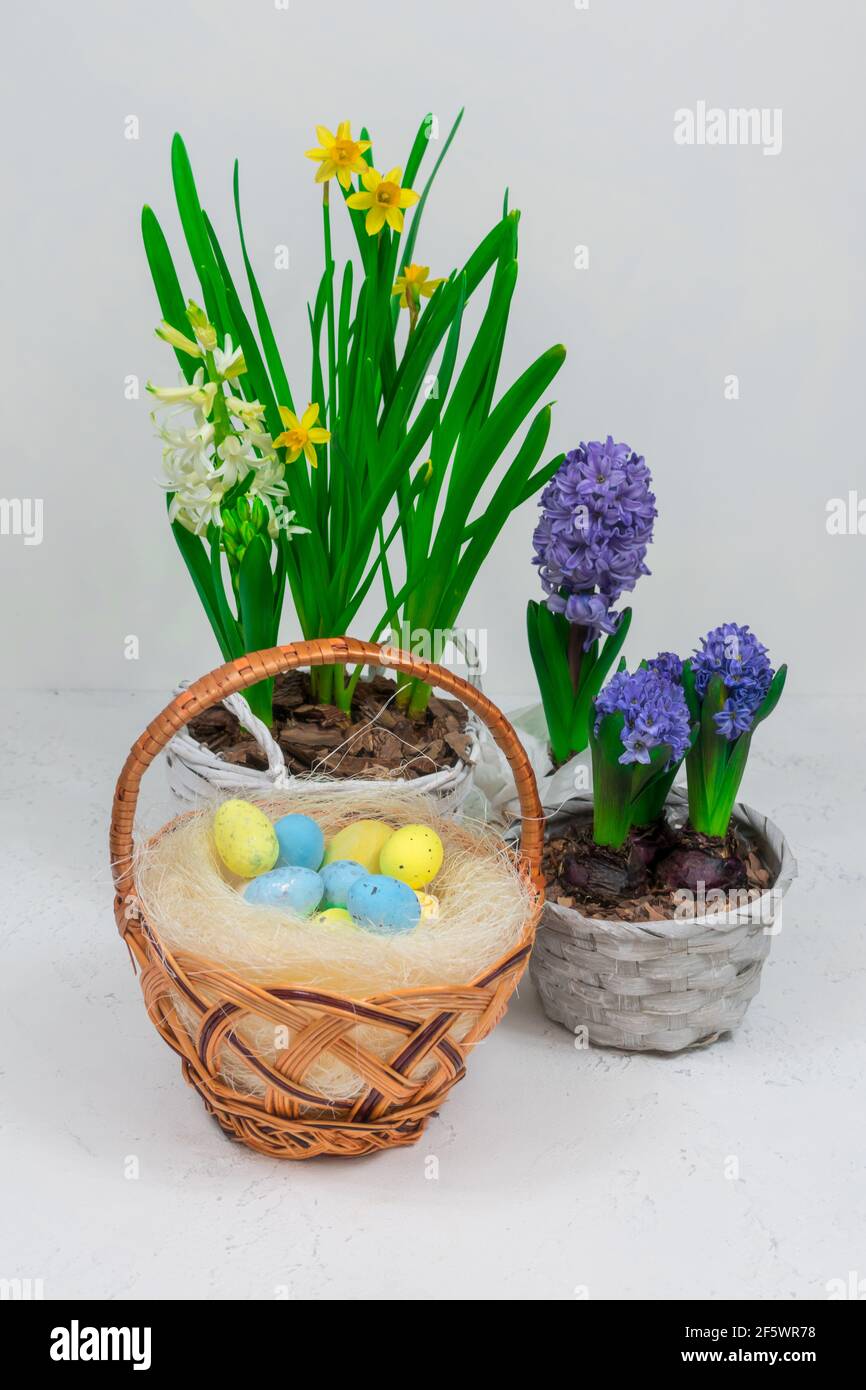 Osterfeiertagskonzept. Weidenkorb mit Wachteleiern auf einem Hintergrund aus gelben Narzissen und blauen Hyazinthen auf einem weißen Tisch. Stockfoto