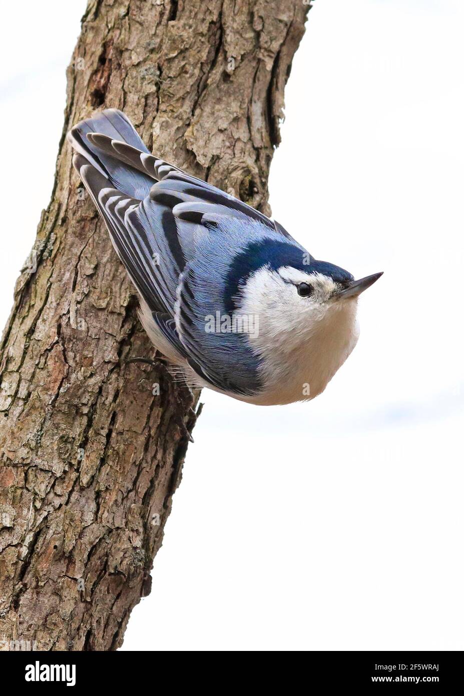 Weißreihige Nuthatch sitzt auf einem Baumstamm in den Wald, isoliert auf weißem Hintergrund, Quebec, Kanada Stockfoto
