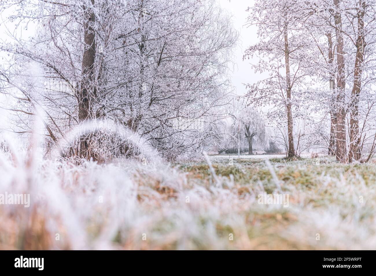 Wald Natur trockene Pflanzen in einem Raureif, Nahaufnahme. Morgennebel. Sonniger Wintertag. Jahreszeiten, Klimawandel, Ökologie, Botanik. Natürlicher weißer Hintergrund Stockfoto
