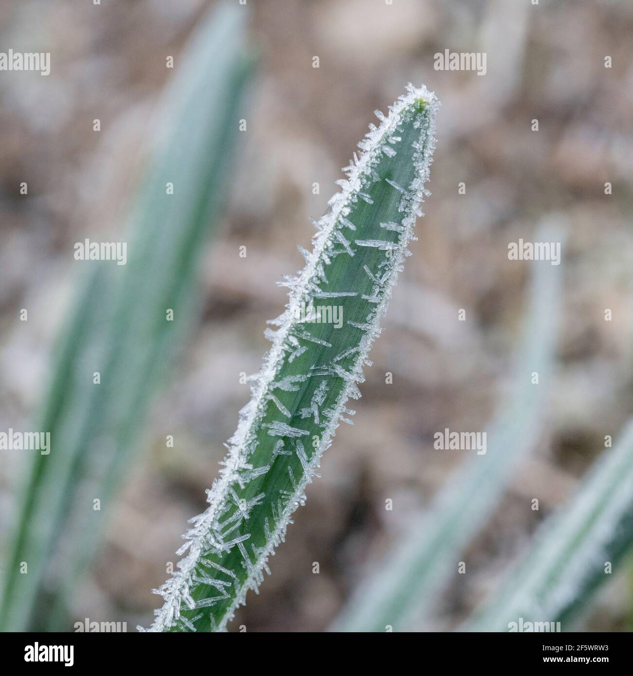 Nahaufnahme von Daffodil/Narcissus-Pseudo-Narzissen aus dem Frühling, die in der Heckenschlange von Cornwall wachsen. Narzissen einmal als Heilpflanze verwendet. Harter Frost. Stockfoto