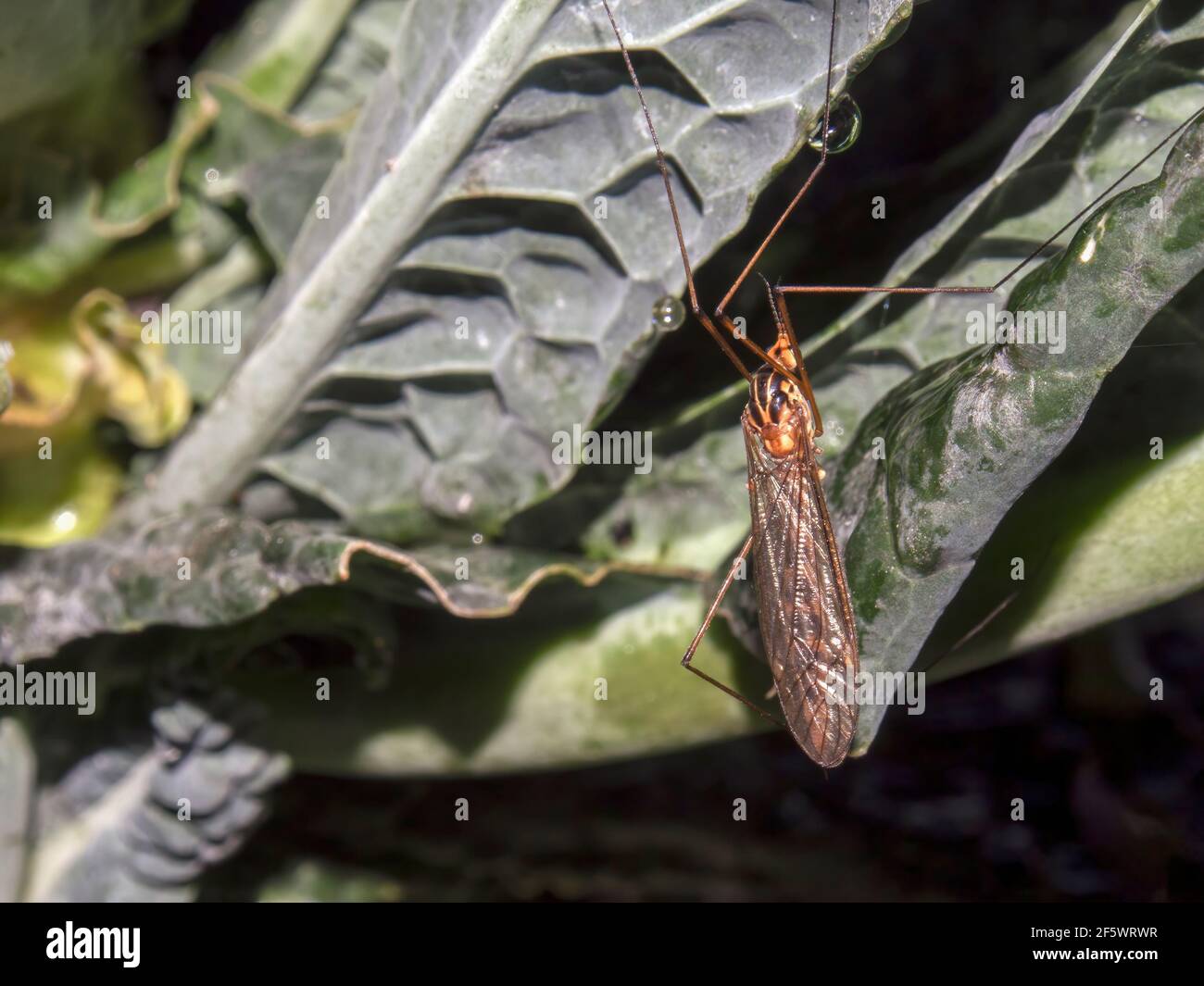 Makrofotografie eines Kranichs auf einem Grünblatt, aufgenommen in einem Garten in der Nähe der Kolonialstadt Villa de Leyva, Kolumbien. Stockfoto