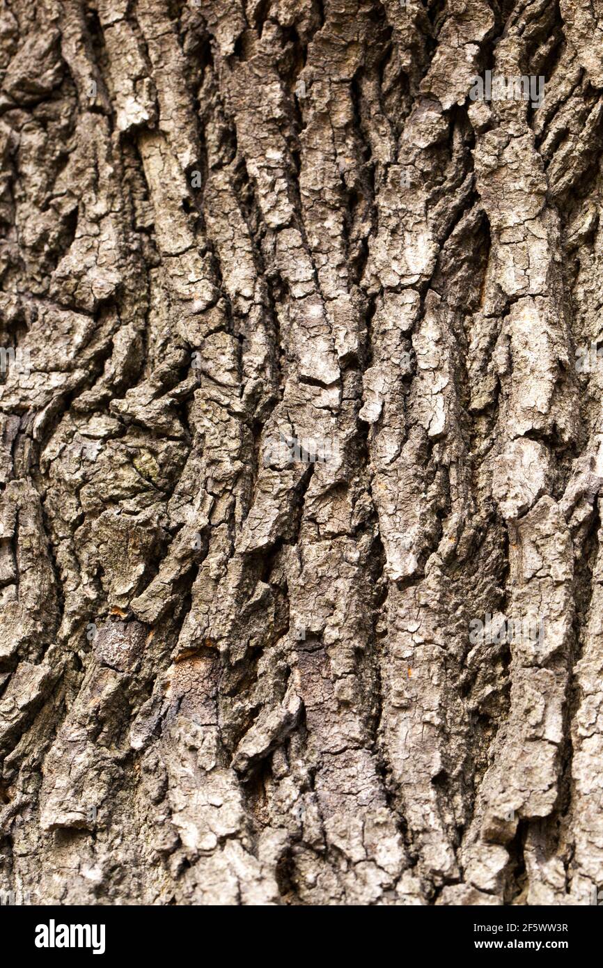 Struktur der Rinde des Fraxinus chinensis Rhynchophylla-Baumes Stockfoto