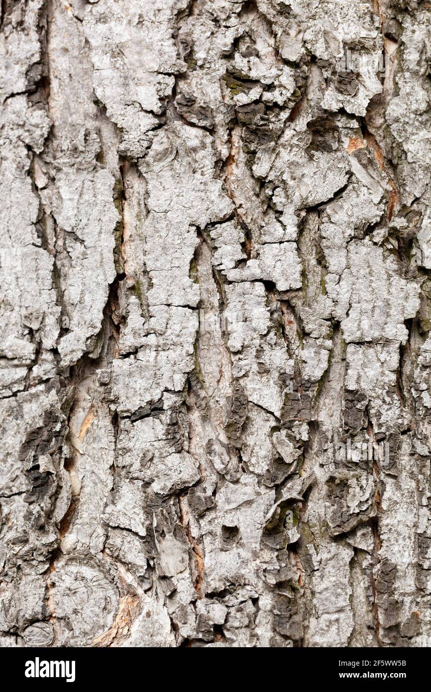 Silberner Ahornbaum Acer saccharinum Baumrinde Stockfoto