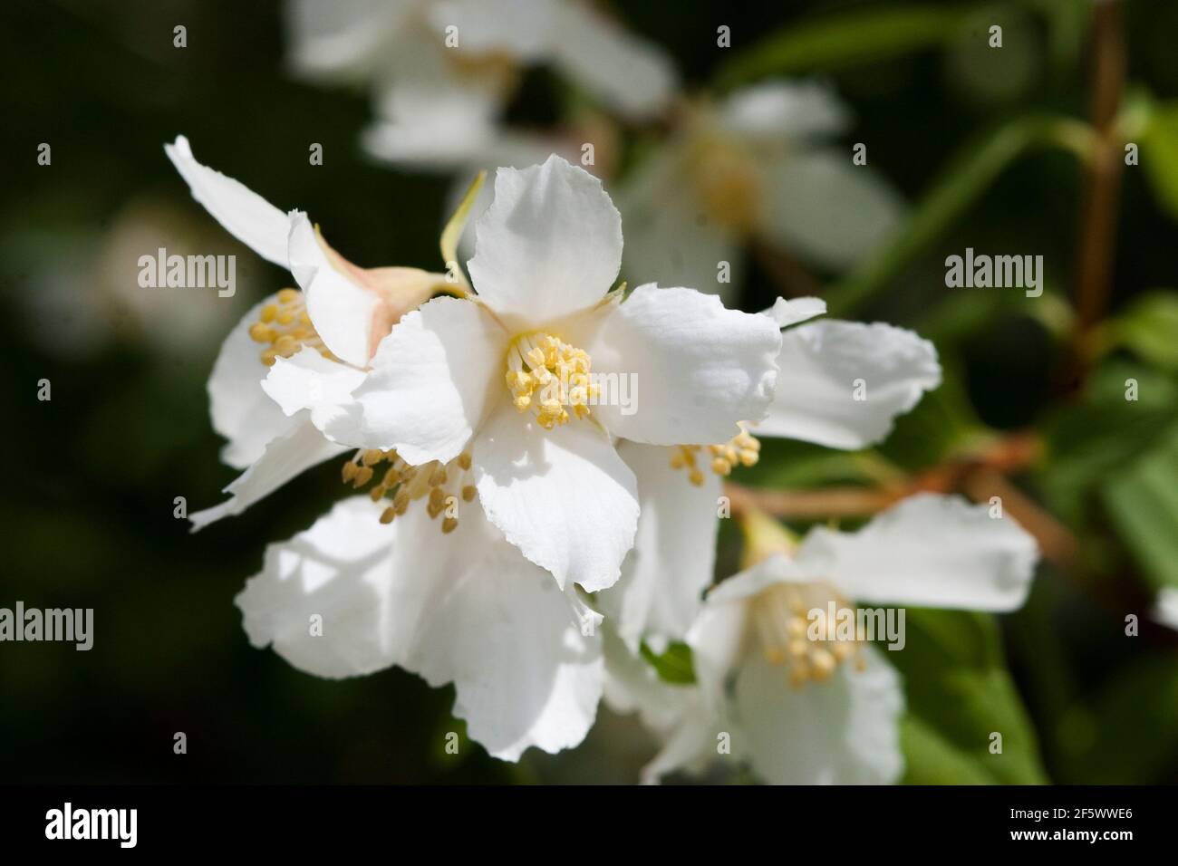 PHILADELPHUS Mock-orange Strauch Stockfoto