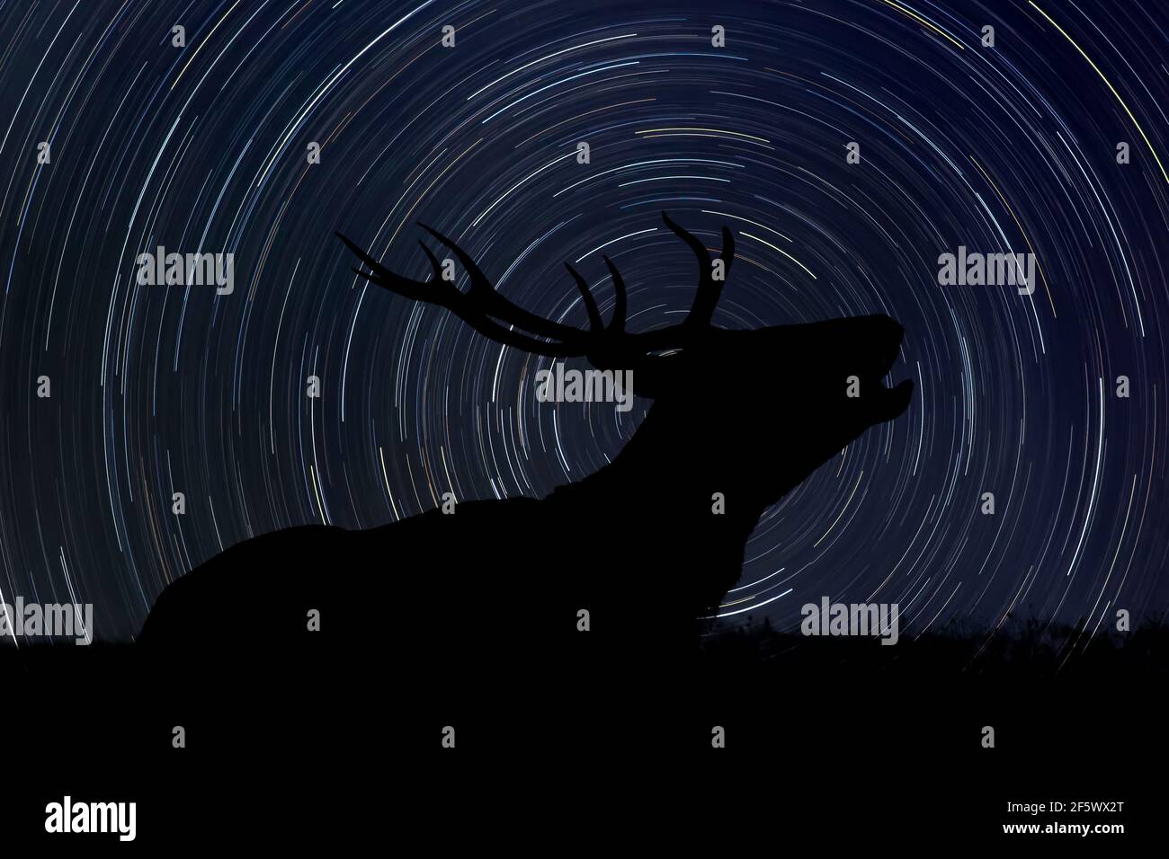 Silhouette des alten Hirsches mit großem Horn bei Nacht mit Sternspur im Hintergrund Stockfoto