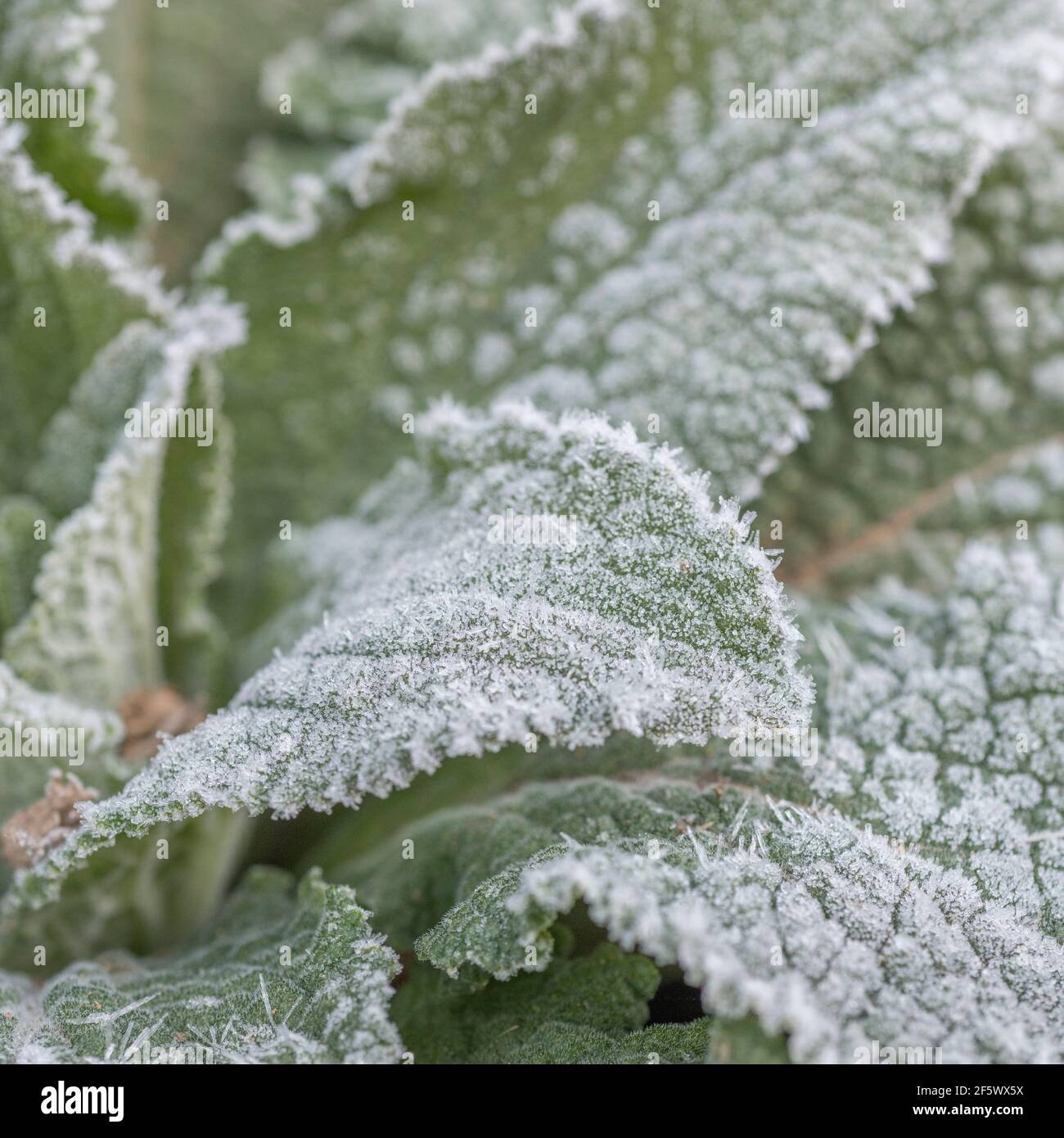 Starker Frost auf der Blattoberfläche von Purple Foxglove / Digitalis purea. Für Winterwetter, UK Kälteeinbruch, harten Frost, gefrorene Pflanzen, Heilpflanzen Stockfoto