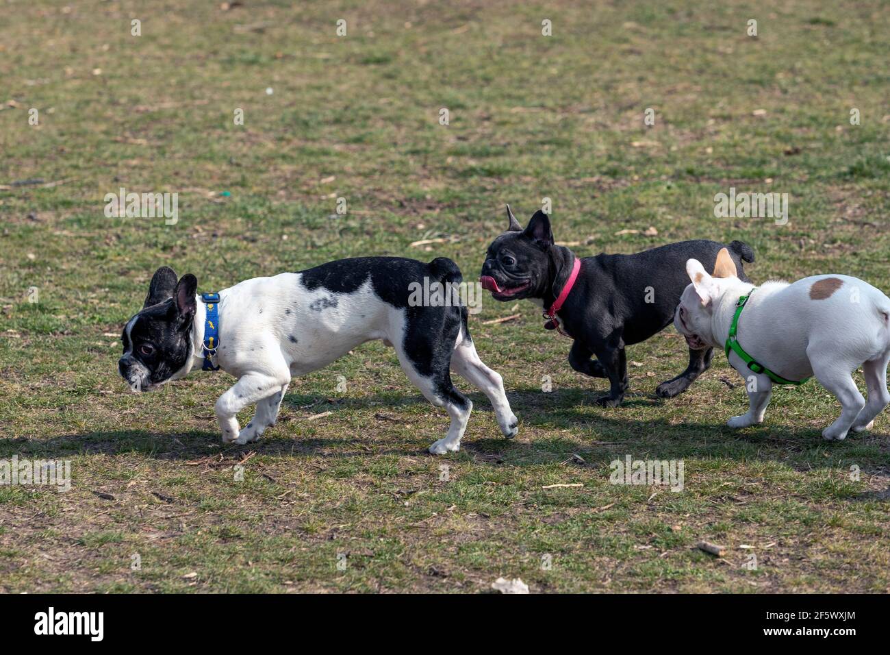 Im Park spielen drei Hunde der französischen Bulldogge. Stockfoto