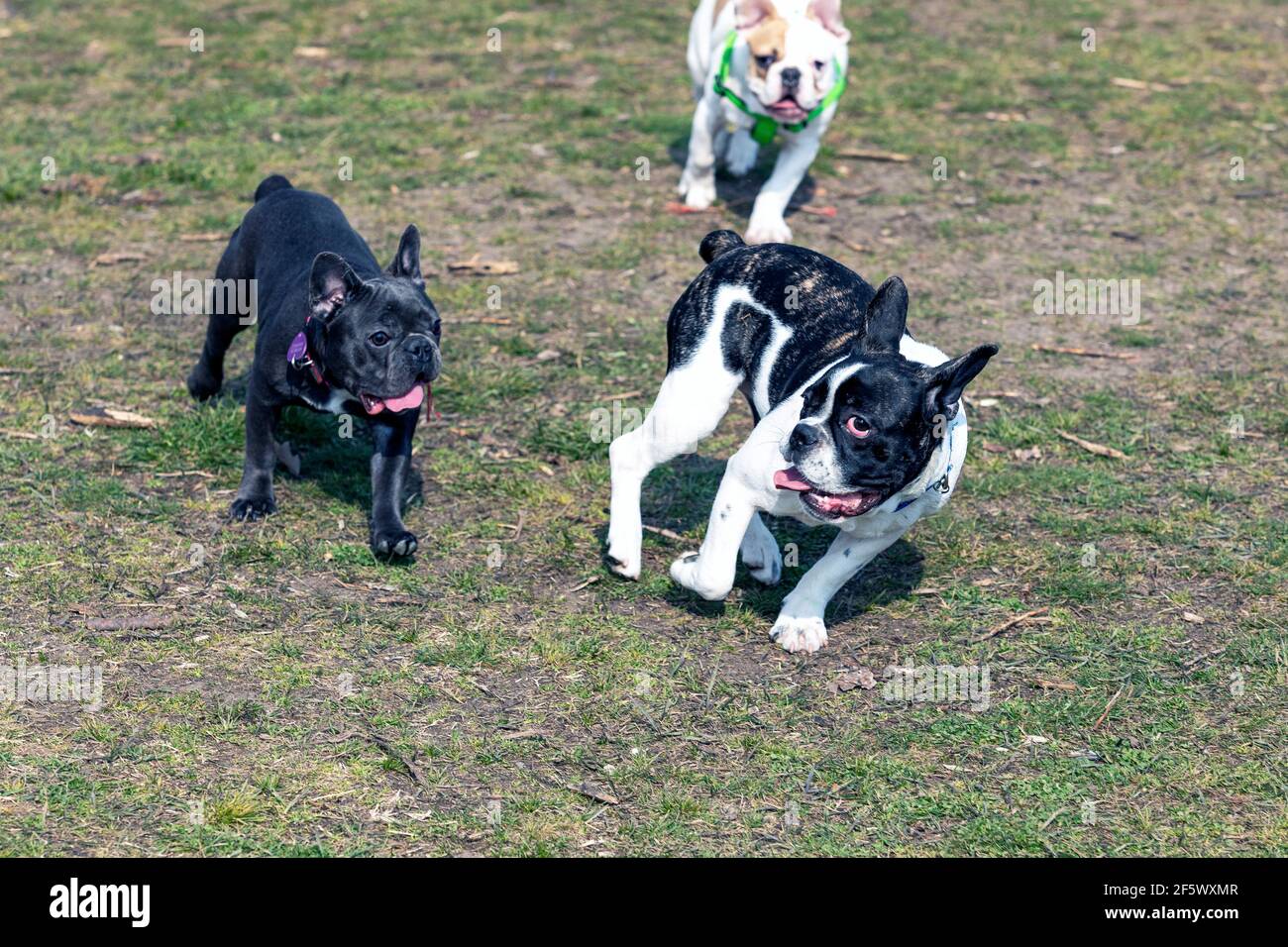 Im Park spielen drei Hunde der französischen Bulldogge. Stockfoto