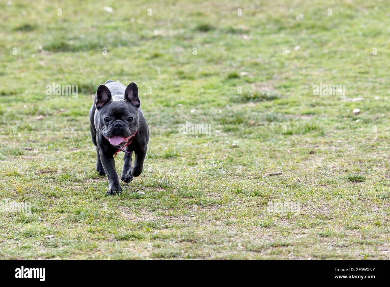 Ein schönes Porträt einer grauen französischen Bulldogge mit einem niedlichen Ausdruck auf seinem zerknitterten Gesicht, stehend und anderen Hunden im Park zuzusehen. Stockfoto