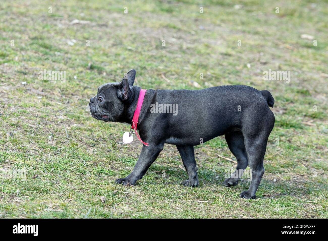 Ein schönes Porträt einer grauen französischen Bulldogge mit einem niedlichen Ausdruck auf seinem zerknitterten Gesicht, stehend und anderen Hunden im Park zuzusehen. Stockfoto