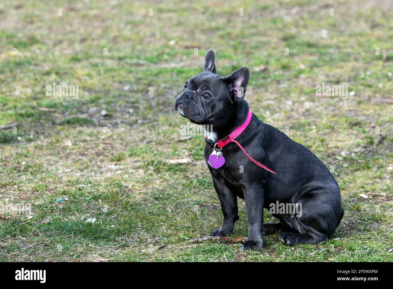 Ein schönes Porträt einer grauen französischen Bulldogge mit einem niedlichen Ausdruck auf seinem zerknitterten Gesicht, stehend und anderen Hunden im Park zuzusehen. Stockfoto