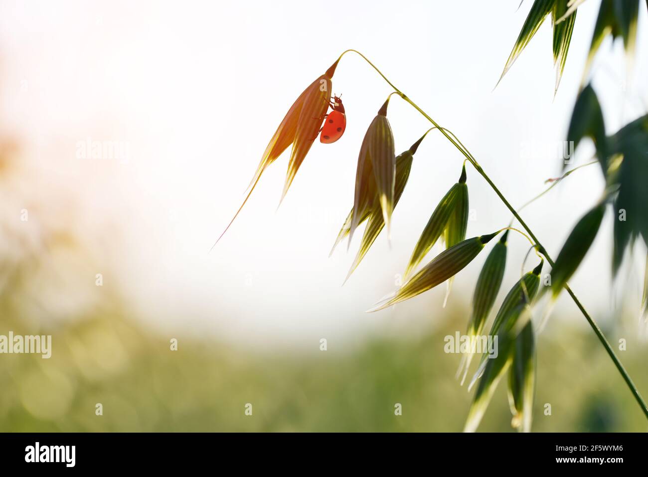 Marienkäfer auf grünem Hafer. Frühling Natur Hintergrund. Stockfoto
