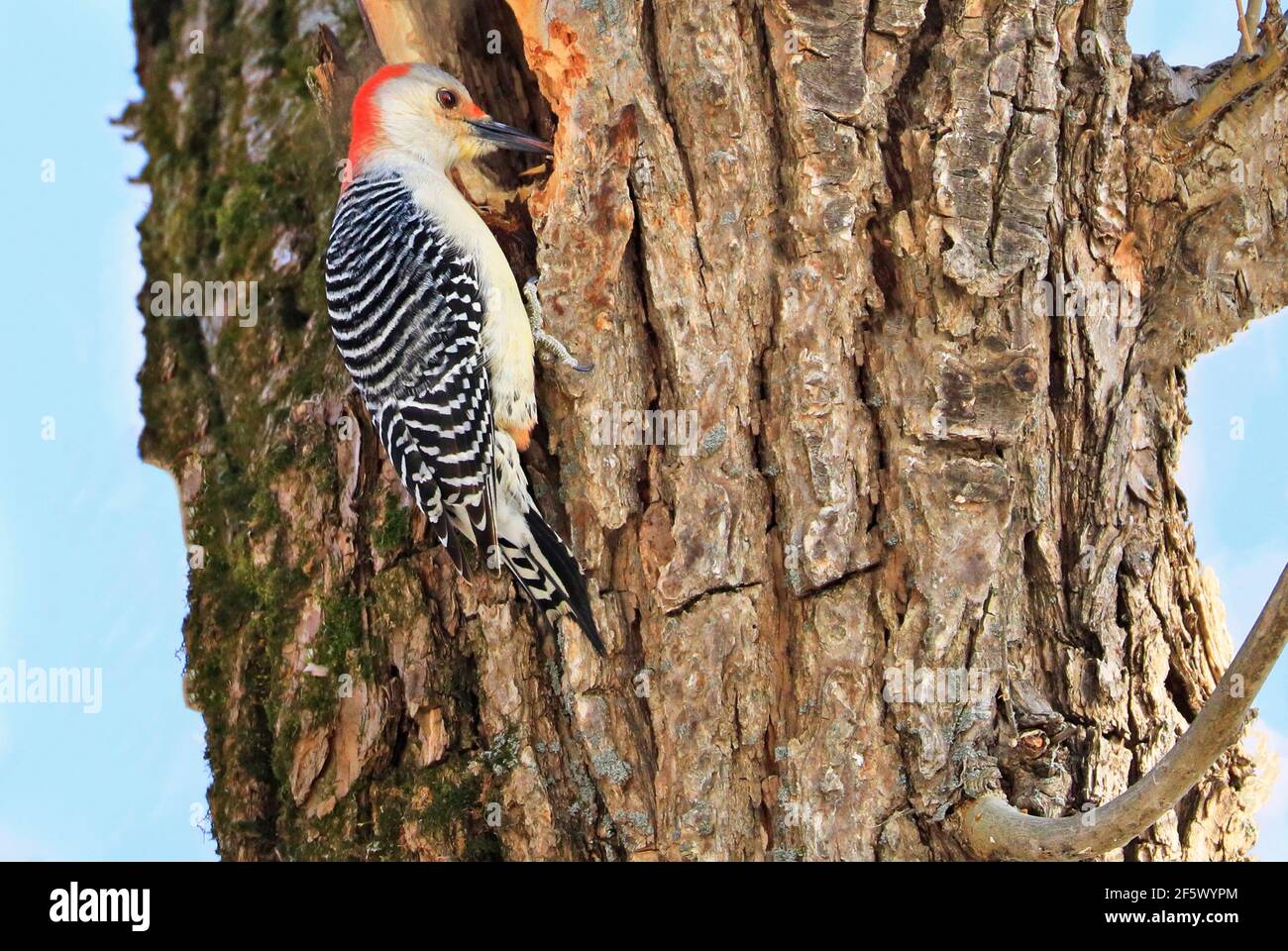 Rotbauchspecht, der auf einem Baumstamm in den Wald sitzt, Quebec, Kanada Stockfoto