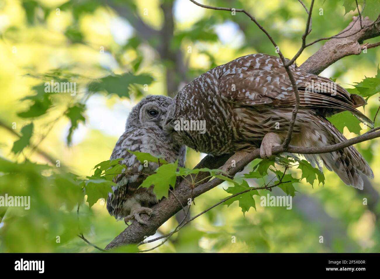 Sperlingskauz füttert ihr Baby - Mutter Sperlingskauz und ihr Eulchen auf einem Zweig im Wald, nachdem der Eulchen das Nest zum ersten Mal verlassen. Stockfoto