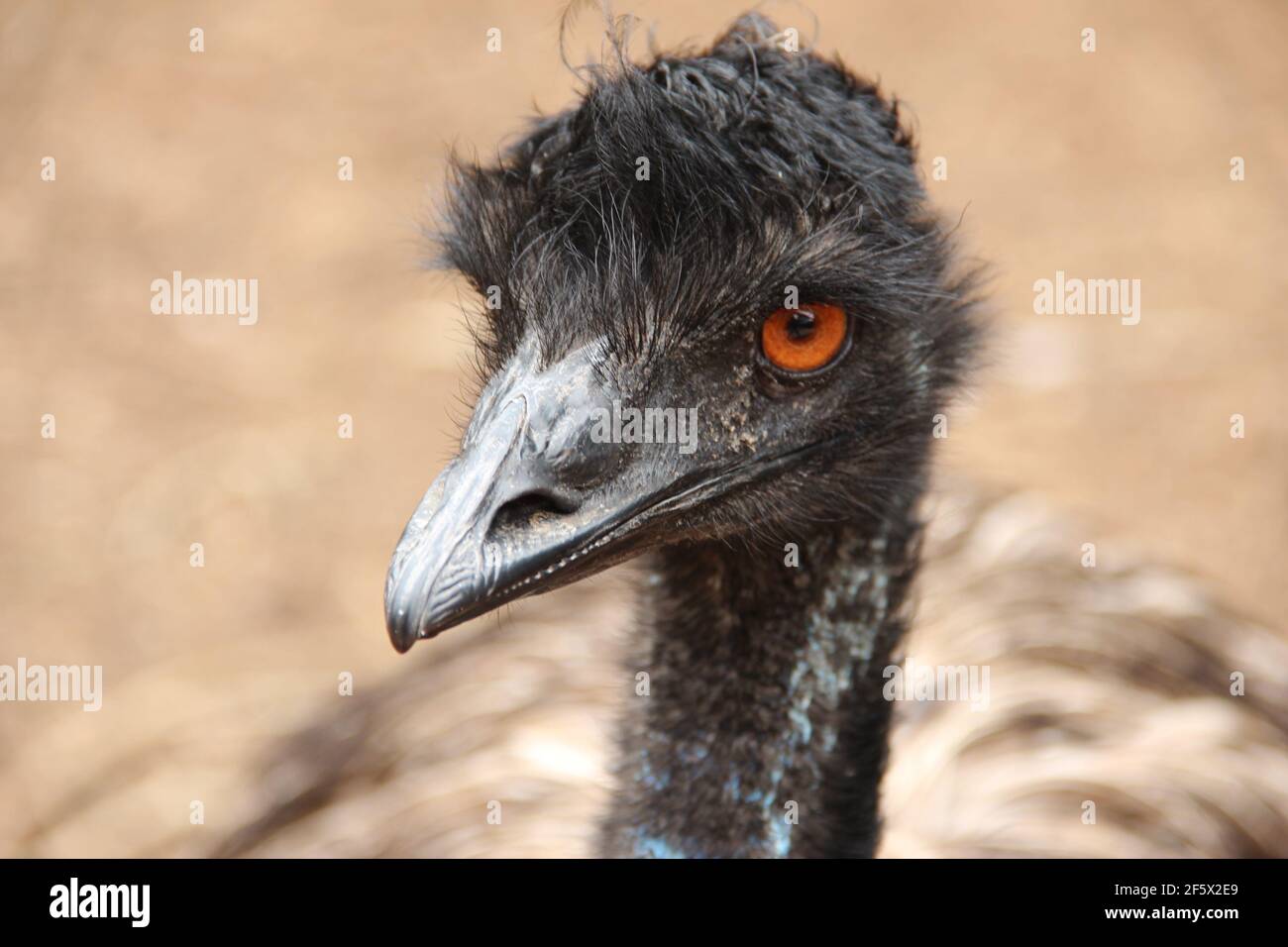 Ein emu schaut auf die Kamera auf der Bellarine Peninsula in Victoria, Australien Stockfoto