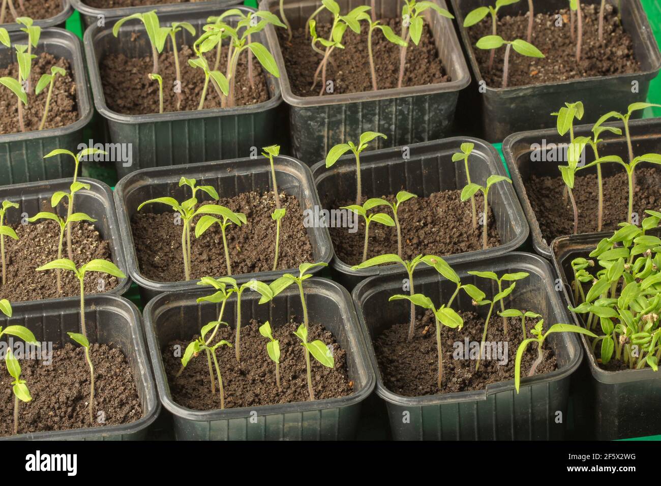 Junge Tomatensämlinge in Töpfen in einem Gewächshaus Stockfoto