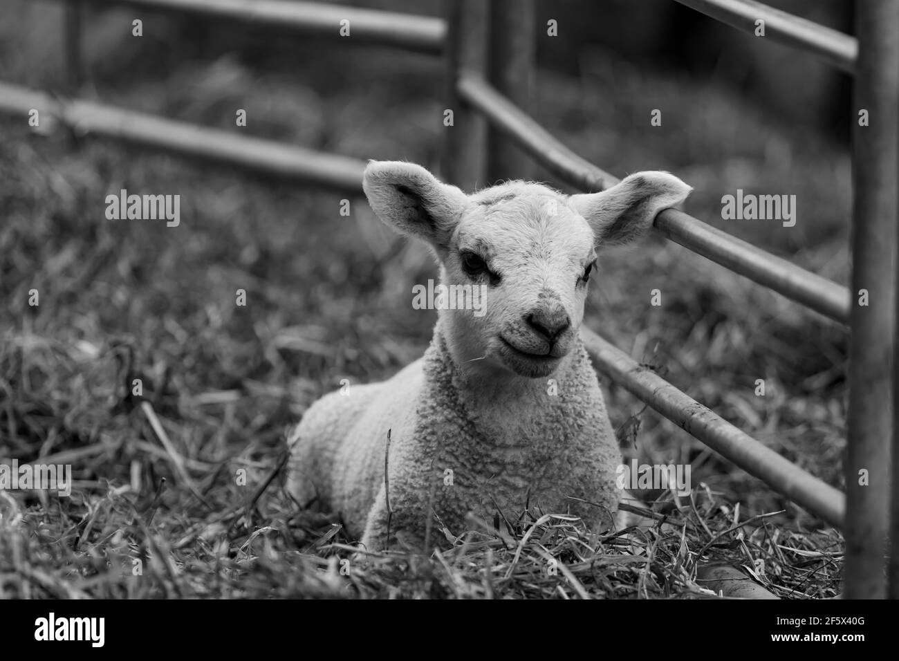 Printime Lämmer und Schafe auf dem Bauernhof Stockfoto