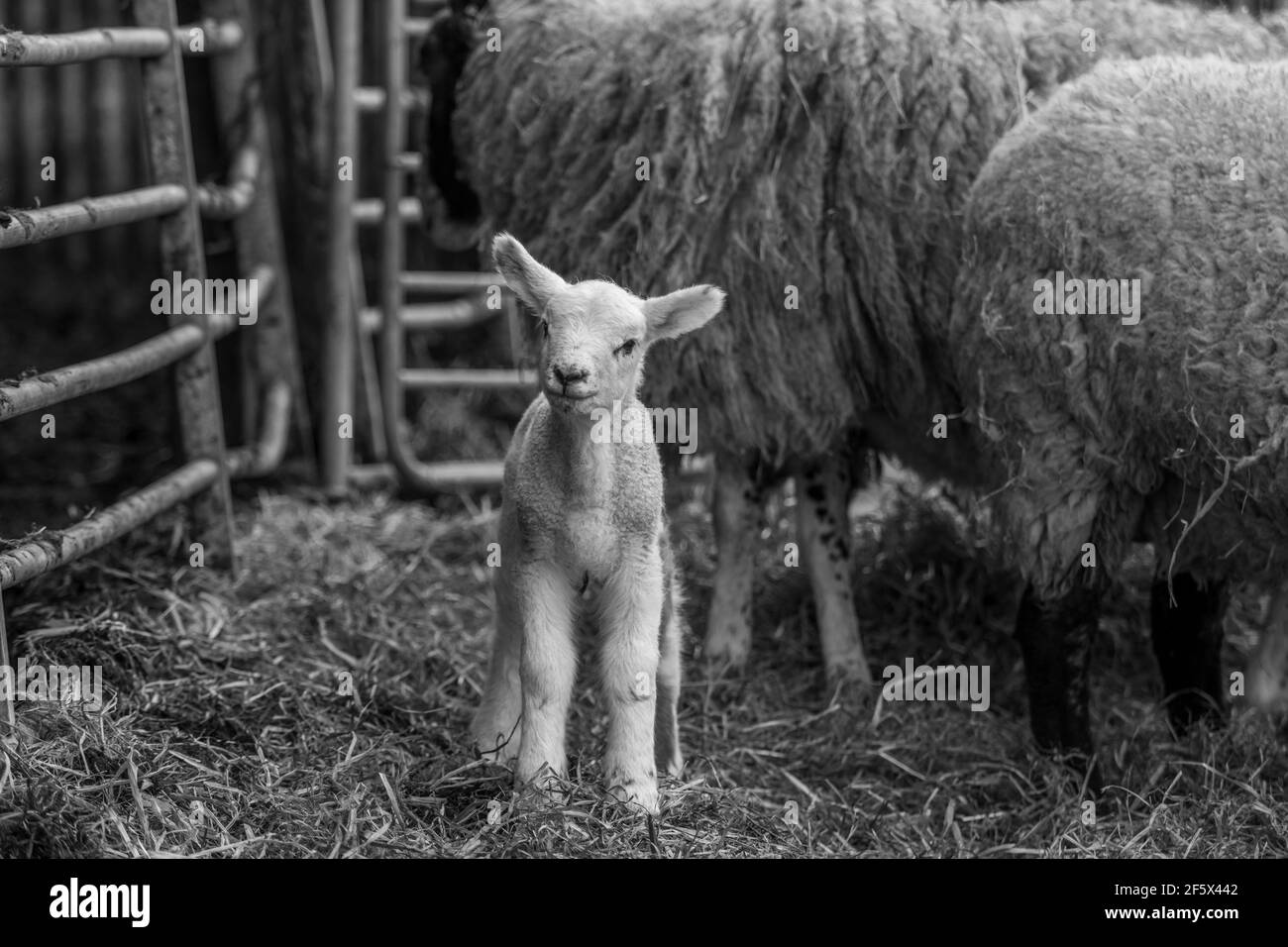 Printime Lämmer und Schafe auf dem Bauernhof Stockfoto