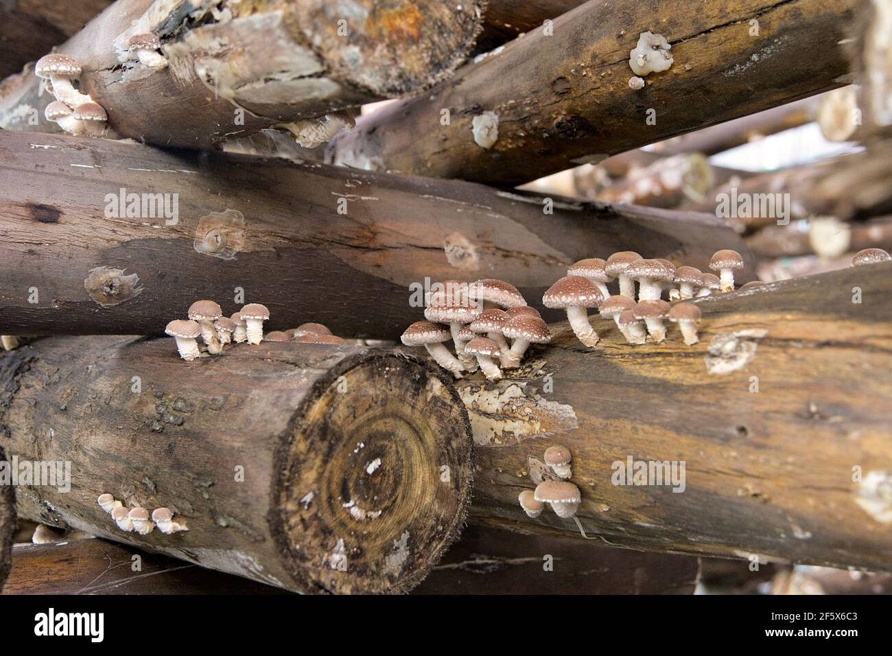 Shiitake Pilze wachsen auf Holzstämmen. Dies ist eine landwirtschaftliche Produktion tecnic für Bio Shiitake Pilze Stockfoto