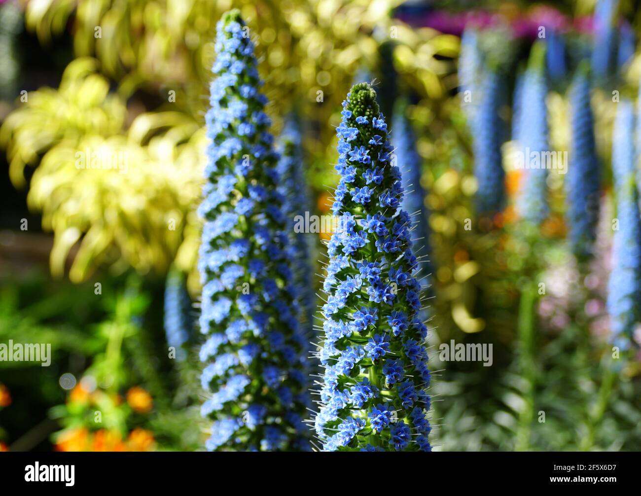 Hellblaue Farbe der Pride-of-Madeira Blumen, auch bekannt mit wissenschaftlichen Namen Echium candicans Stockfoto