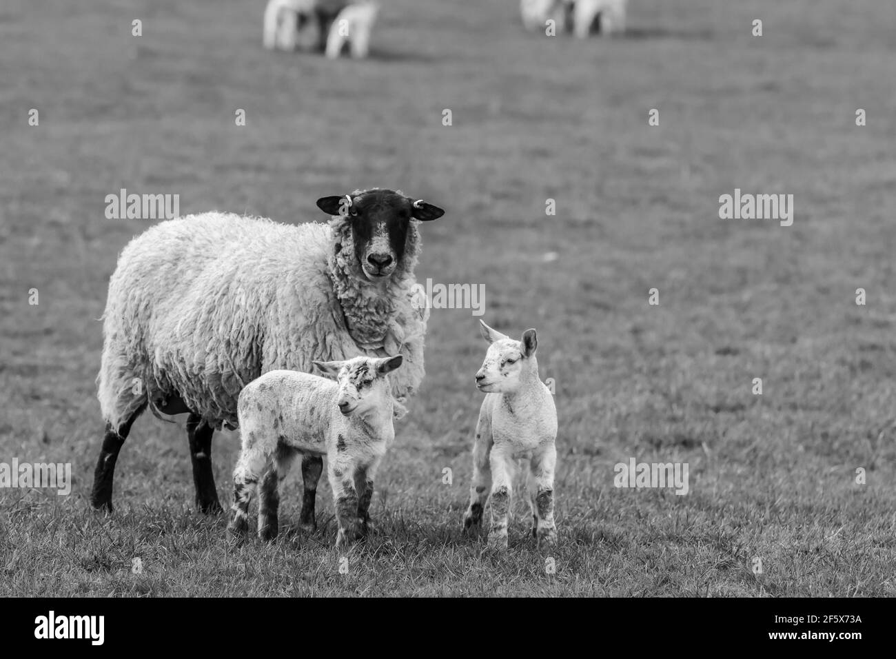 Printime Lämmer und Schafe auf dem Bauernhof Stockfoto