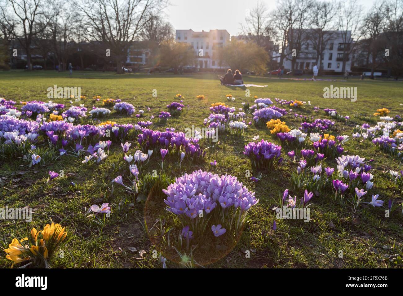 Blühende Krokusse eine Wiese im Park Stockfoto