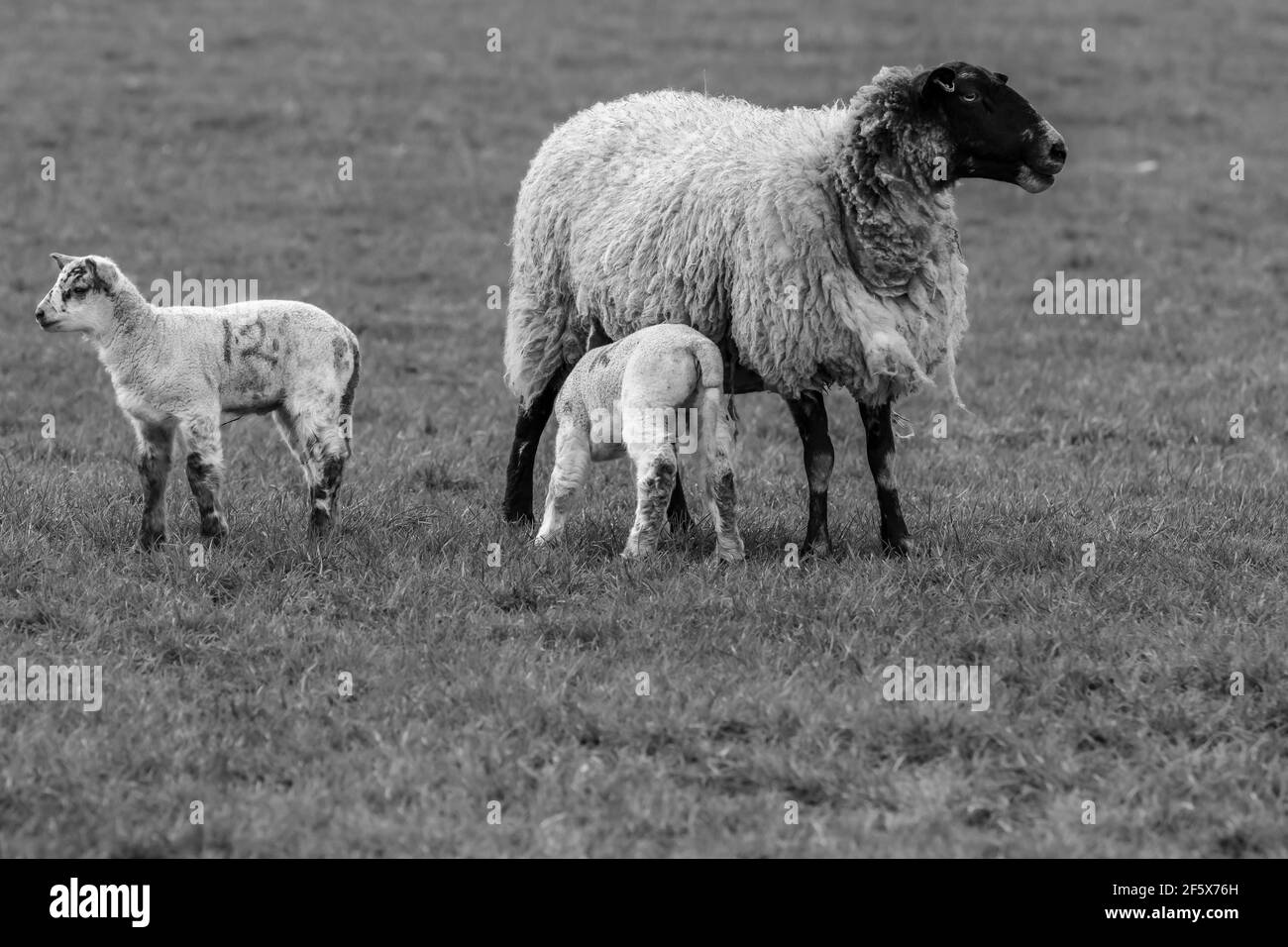 Printime Lämmer und Schafe auf dem Bauernhof Stockfoto