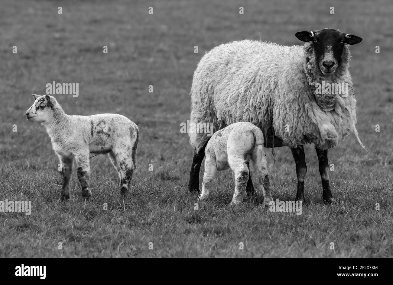 Printime Lämmer und Schafe auf dem Bauernhof Stockfoto