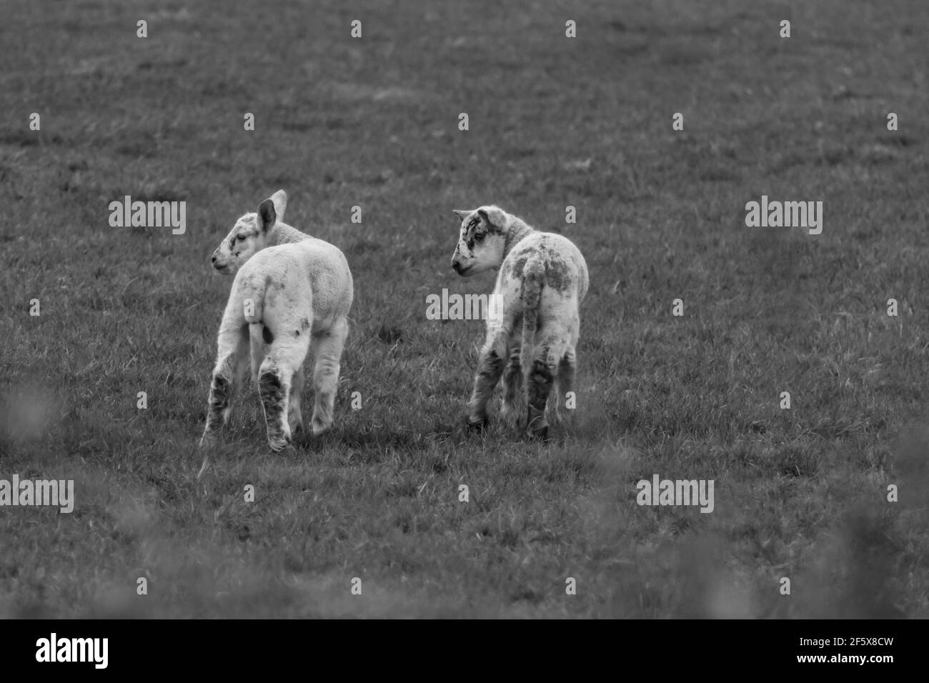 Printime Lämmer und Schafe auf dem Bauernhof Stockfoto