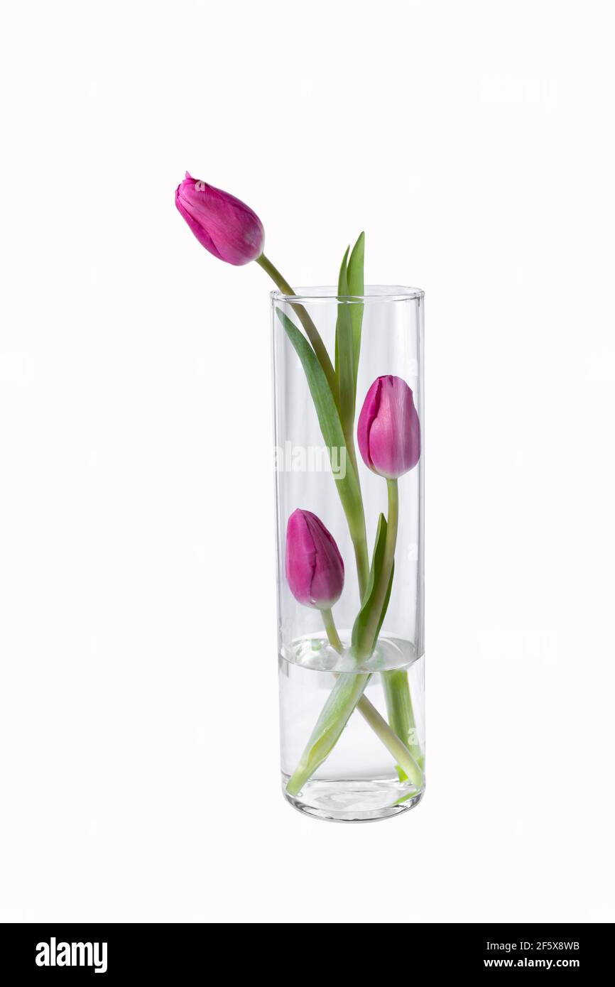 Isolierte rosa Tulpen blühen in einer Vase auf weißem Hintergrund. Stockfoto