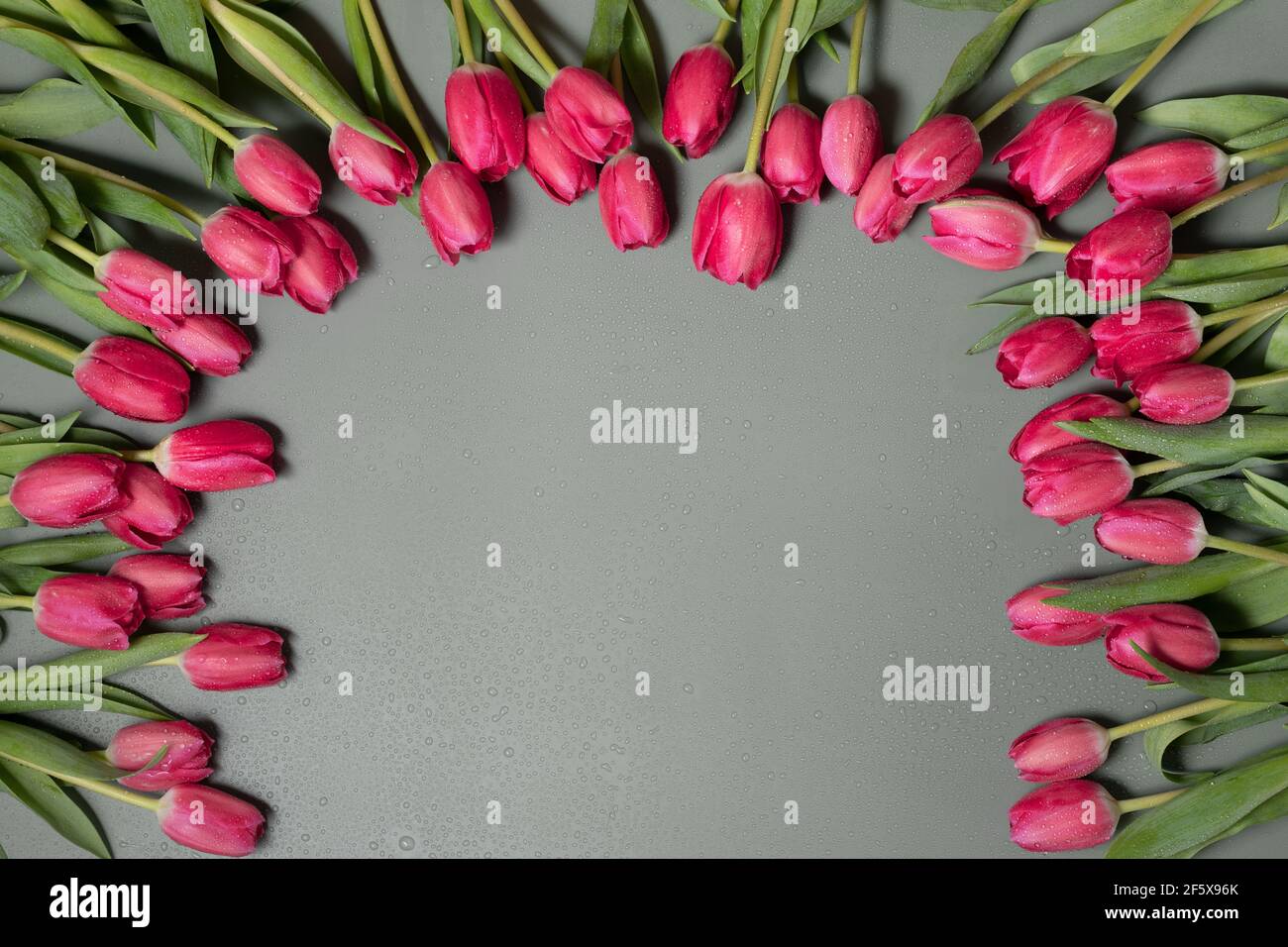 Nahaufnahme von schönen roten Tulpenblüten auf einem dunkelgrünen Hintergrund. Frühling-Sommer Urlaub Stockfoto