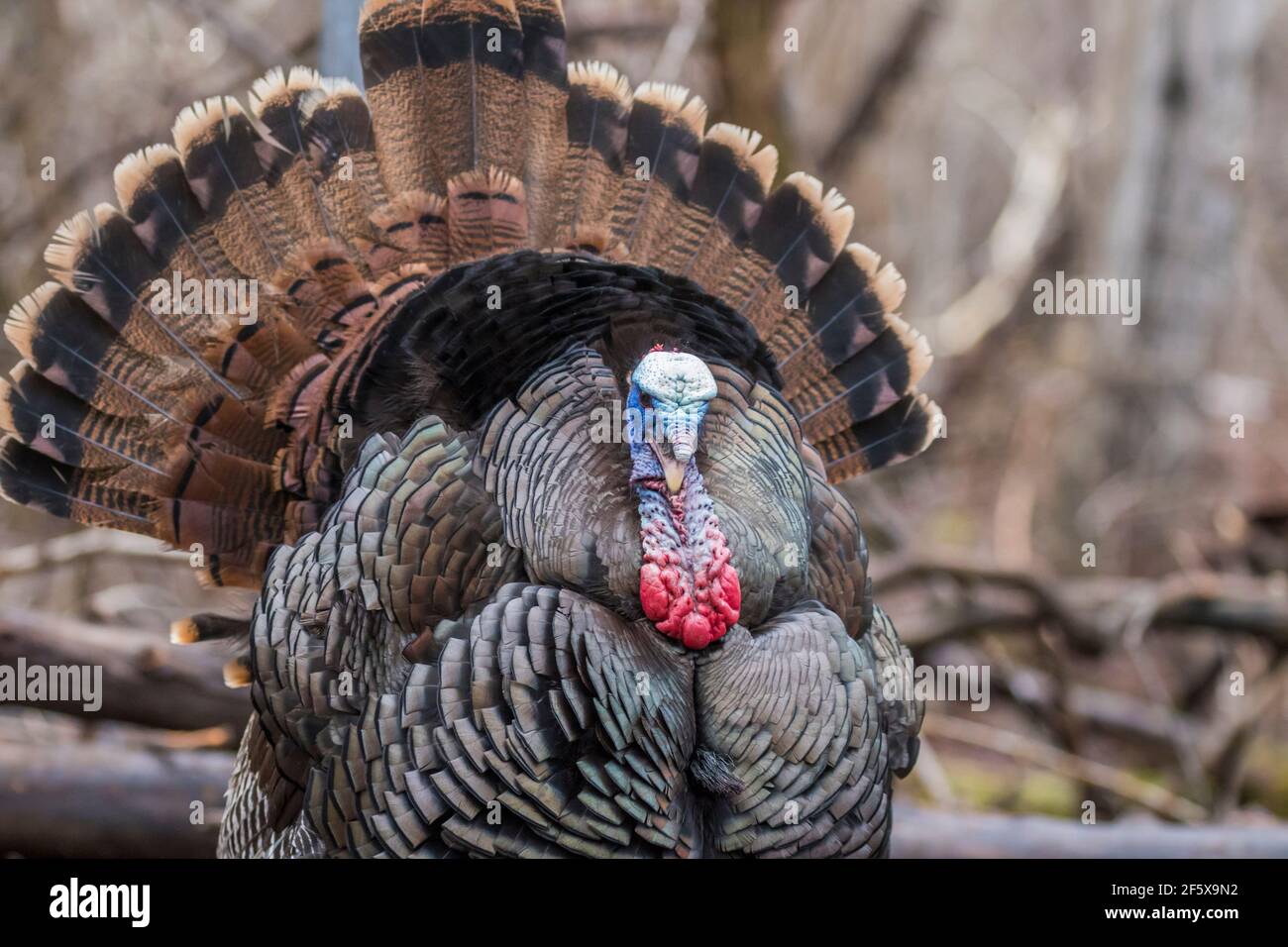 Ein männlicher wilder truthahn in voller Auslage Stockfoto