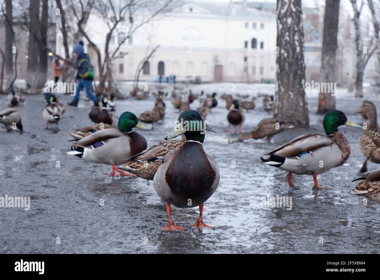 Im Frühjahr füttern die Menschen im Park Enten. Stockfoto