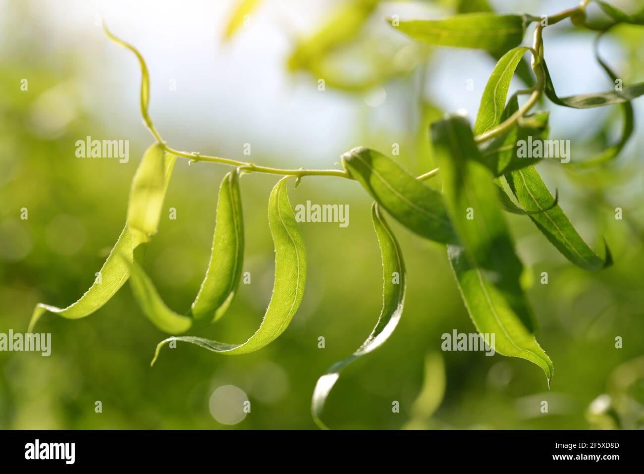 Weidenzweig ( Salix matsudana Tortuosa ) mit grünen Blättern. Frühling Natur Hintergrund. Stockfoto